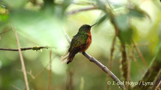 Chestnut-breasted Coronet - ML201427391