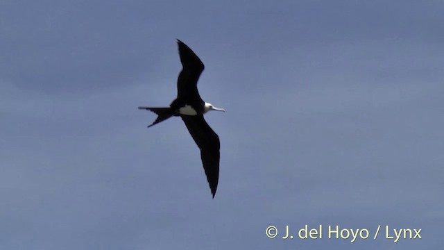 Rabihorcado Grande - ML201427461