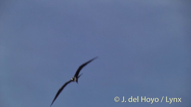 Rabihorcado Grande - ML201427471