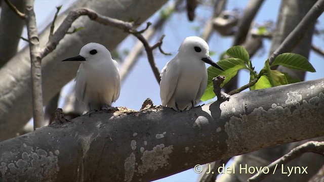 White Tern (Little) - ML201427521