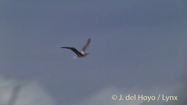 Red-footed Booby (Indopacific) - ML201427581