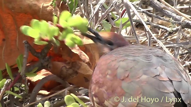 Polynesian Ground Dove - ML201427621