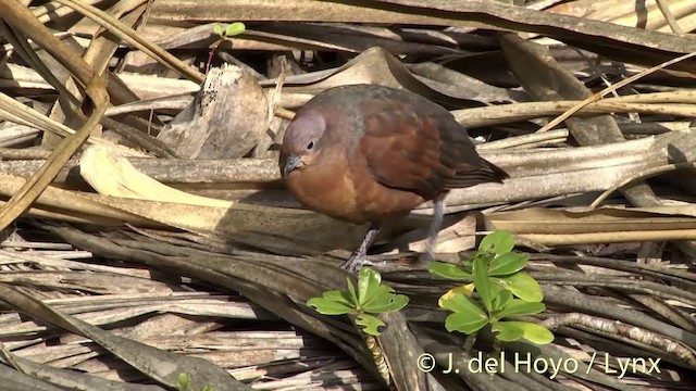 Polynesian Ground Dove - ML201427631