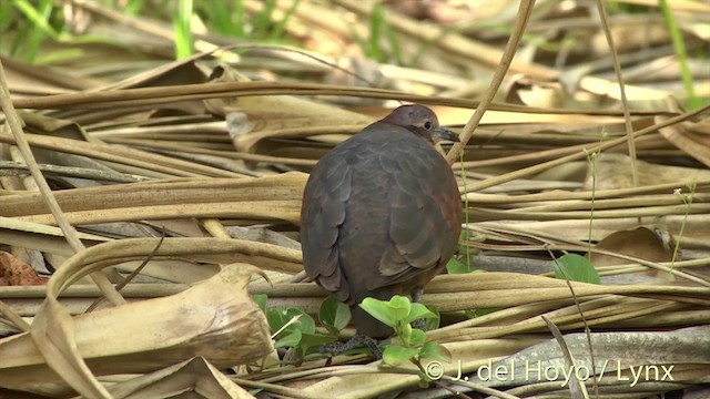 Polynesian Ground Dove - ML201427641