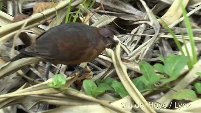 Polynesian Ground Dove - ML201427651