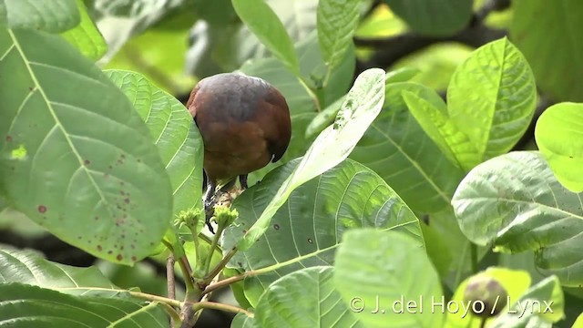 Polynesian Ground Dove - ML201427661