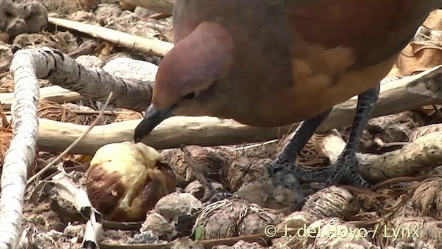 Polynesian Ground Dove - ML201427671