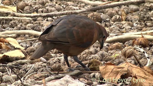 Polynesian Ground Dove - ML201427681