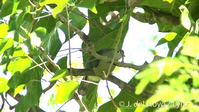 Makatea Fruit-Dove - ML201427761