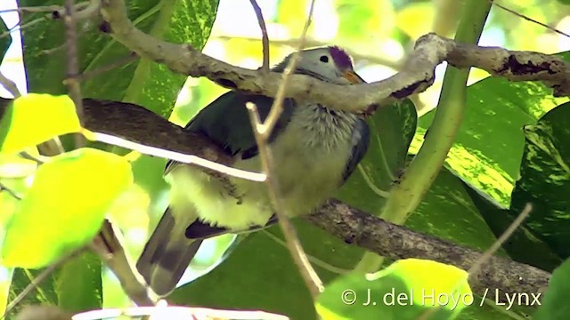 Makatea Fruit-Dove - ML201427771