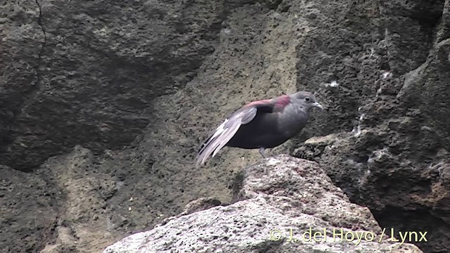 Marquesas Ground Dove - ML201427791