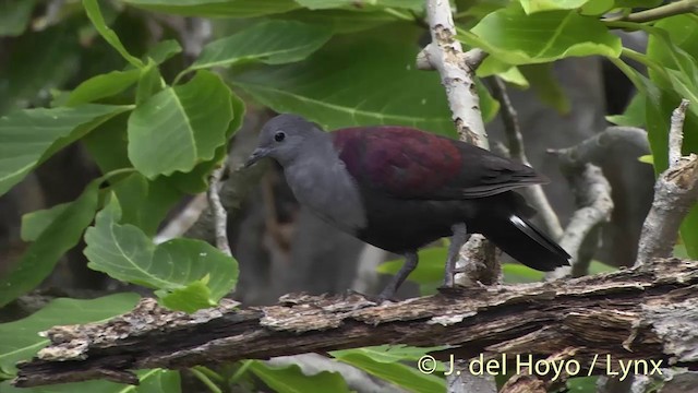 Marquesas Ground Dove - ML201427831