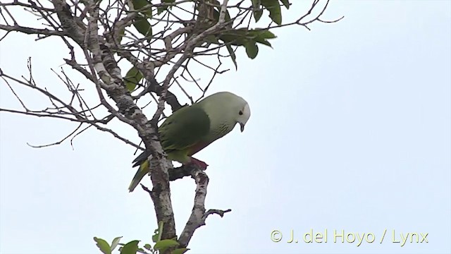 White-capped Fruit-Dove - ML201427861