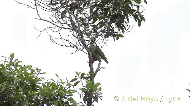 White-capped Fruit-Dove - ML201427871