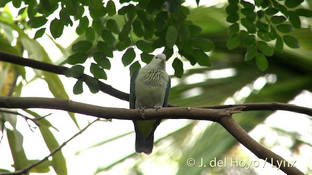 Gray-green Fruit-Dove - ML201427961