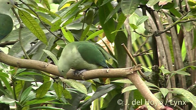 Gray-green Fruit-Dove - ML201427971