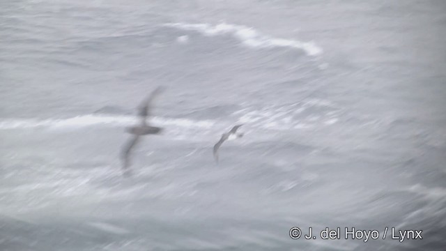 Atlantic Petrel - ML201428001