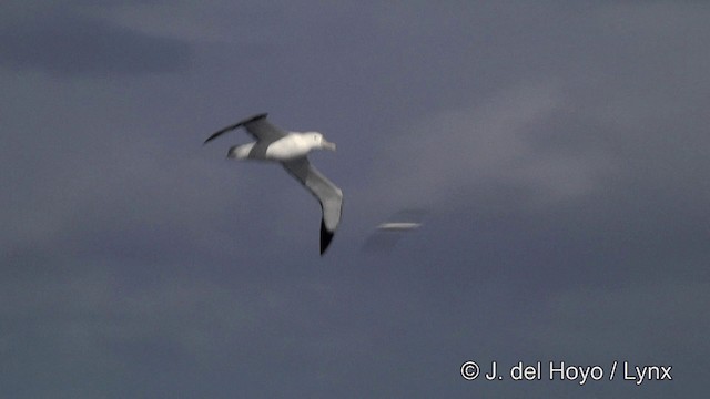 Wander-/Tristan-/Antipodenalbatros - ML201428041