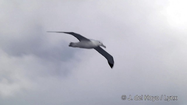 Ak Gezgin/Antipod Gezgin Albatrosu - ML201428061