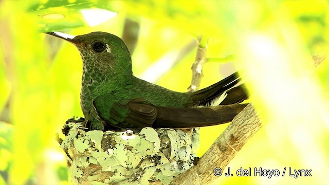 Glittering-throated Emerald - ML201428271