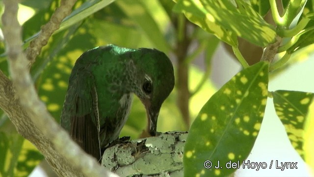 Glittering-throated Emerald - ML201428291