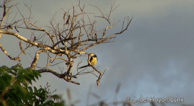 Lettered Aracari - ML201428361