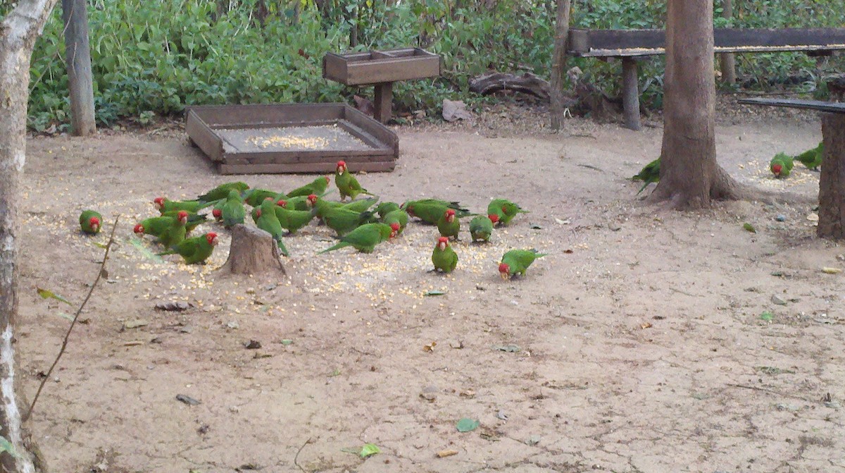 Red-masked Parakeet - Dan Scheiman