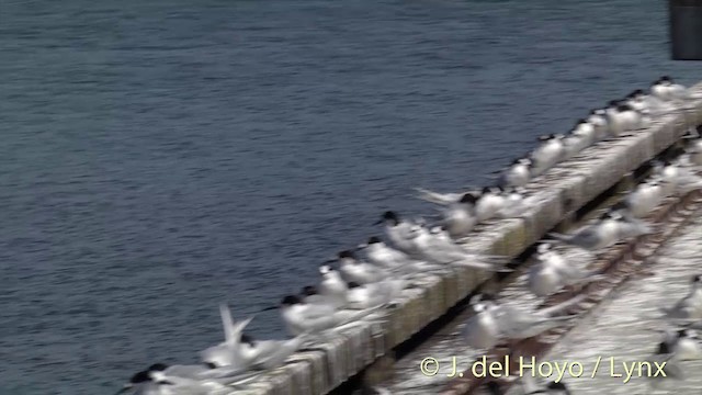 Weißstirn-Seeschwalbe - ML201428741