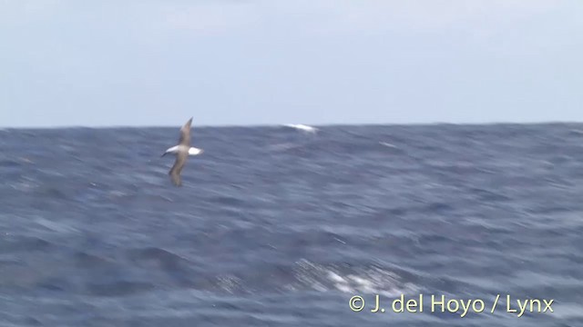 Albatros à cape blanche - ML201428771