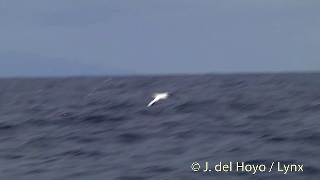 Australasian Gannet - ML201428891