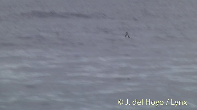 New Zealand Storm-Petrel - ML201428941