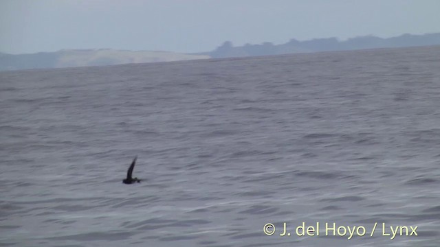 New Zealand Storm-Petrel - ML201428951