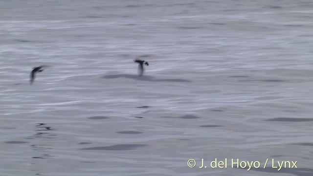 New Zealand Storm-Petrel - ML201428971