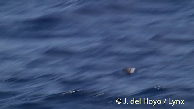 New Zealand Storm-Petrel - ML201428991