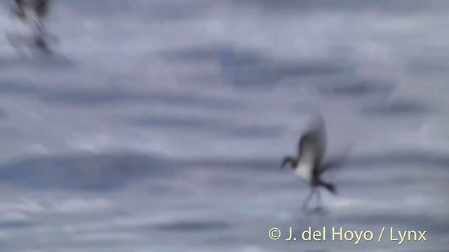 White-faced Storm-Petrel - ML201429021
