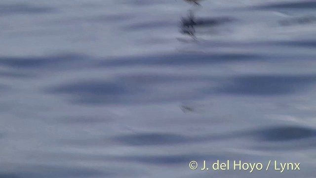 White-faced Storm-Petrel - ML201429031