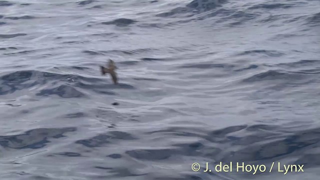 White-faced Storm-Petrel - ML201429041