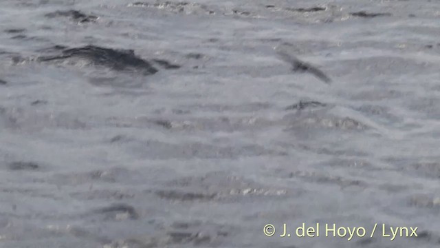 White-faced Storm-Petrel - ML201429051