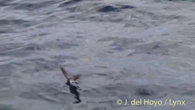 White-faced Storm-Petrel - ML201429061