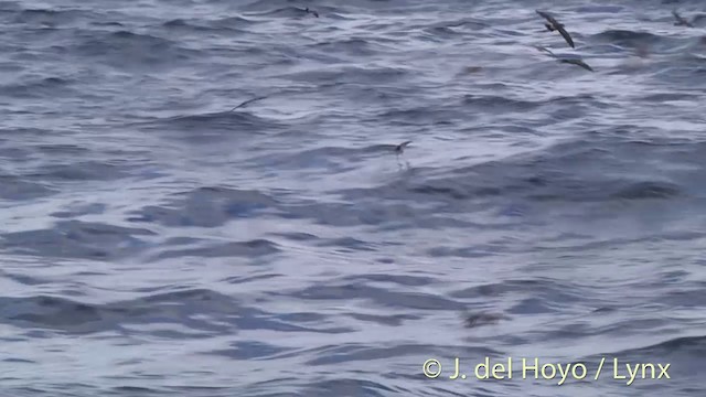 Ak Yüzlü Fırtınakırlangıcı - ML201429071