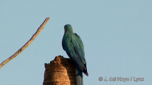 Blue-and-yellow Macaw - ML201429141