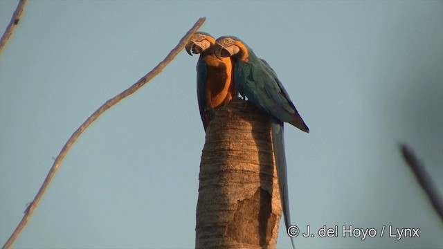 Blue-and-yellow Macaw - ML201429161