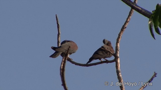 Pigeon rousset - ML201429231