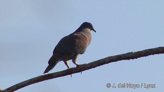 Pigeon rousset - ML201429241