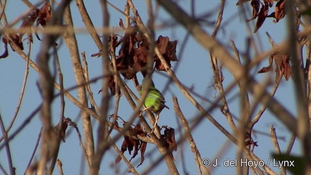 Dacnis Azul - ML201429281