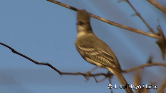 Yellow-bellied Elaenia - ML201429291