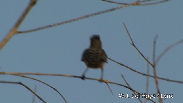 Yellow-bellied Elaenia - ML201429301