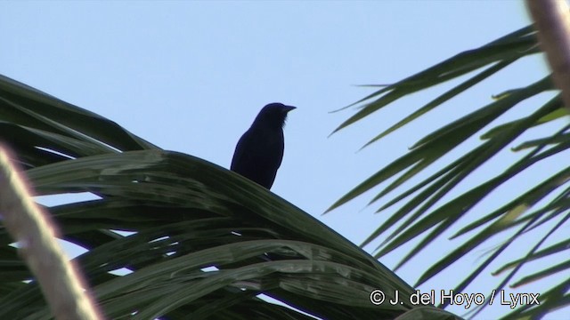 Chopi Blackbird - ML201429361