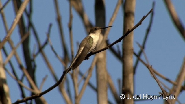 Goldhauben-Schmuckkolibri - ML201429371