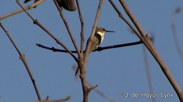 Goldhauben-Schmuckkolibri - ML201429381